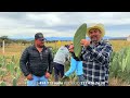 Resultado lluvia 2023 = PASTURA DE MAÍZ 2 ton. - NOPAL FORRAJERO 500 TON.