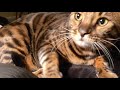 bengal cat stupid