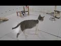 ❤️ So Funny! Funniest Cats and Dogs 😂 Funniest Catss 🐈😂