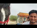 बिकाऊ घोड़े - पार्ट 39 Balotra Horse Market 2024 Tilwada Pashu Mela Horse Sale Price Video