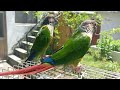 My lovely parrot couple, Minami and Dajungi, KoKo together in Spring 2023. Miss you all.