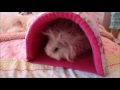 DIY Guinea Pig Cosy Cave Tutorial