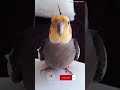 Monty The Naughty Cockatiel's weekly moments. ❤️❤️part 58❤️❤️ #viral #monty