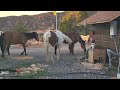 Wild Horses of the Virginia City Highlands