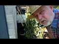 How to Use NEEM OIL for Scale and Aphid Control || Black Gumbo