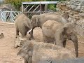 2015-09-17_121613_Elephants at Chester Zoo