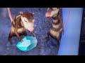 ice age 3 the game part 2