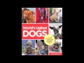 WALLE WINS! 2013 World's Ugliest Dog® Contest Winner