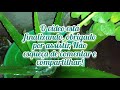 Suculentas e outras plantas - NA CHUVA (1/3) (Série) #plantas #juandasplantasrumoaos5k