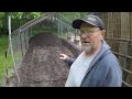 Chicken Run Mulch free eggs