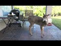 Breakfast with Bambi the Whitetail Deer Fawn (day 119 part 1)