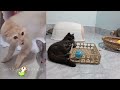 Best Funny Dogs and Cats Videos 🐶 Funniest Animal videos 2024😻