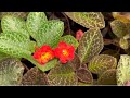 Episcia Plants cheapest Wholesale Nursery