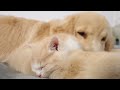 Kitten Becomes Madly Obsessed With Golden Retriever 100 Times Her Size