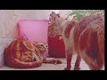 Cats fight complilation 2024 😱 || Catsworldshabeenkhan