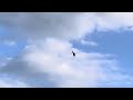 THRILLING Air Methods Airbus H135 overfly! | [N405TJ]