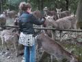 Nara Park Deer in Japan