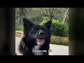 Homeless puppy takes courage to try to catch up to old man's garbage truck