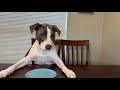 Pit Bull Food Reviews #dogs