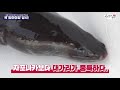 Eel, don't eat it anywhere just because it's cheap! The inconvenient truth about grilled eel