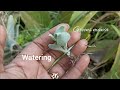 Kalanchoe suarezensis/beautiful flower blooms /How to grow and care/potting mix