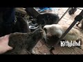 Kittyland Vlog Episode 4.1 (SHORTS)