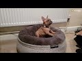 Funny Dogs Hilariously Reacting To Their New Beds | Cute Puppies and Dogs 2020