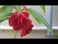 balsam plant care in tamil/rosebalsam plant growing tips