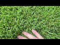 Zoysia Seed Project Video 13 - Warmer weather approaching.  Update on seed, plugs, and sod.