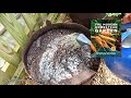 All the Steps for Planting Potatoes in Containers... in the Summer! - I Plant Them 3x's a Year