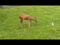 Residential Deer Cleaning Services.