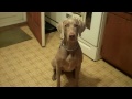 Don't Ignore a Weimaraner - Funny!