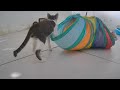 😹 The Most Adorable and Funny Pet Moments Ever 🤣😻 Best Funniest Catss Video 2024 😻