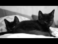 Felines of New York - Fuzzy Black Foster Kittens