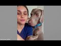 When your dog really listens to you - Funny Dog and Human Video 2024