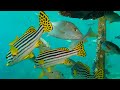 The Colors of the Ocean (4K ULTRA HD) 🐬 The Best 4K Sea Animals for Relaxation & Relaxing Sleep #33