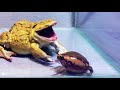 Asian Bullfrog Tries To Eat Big Banded Bullfrog And Scorpion! Warning Live Feeding