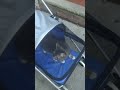 taking my cat out on a pet stroller