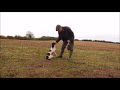 Springer Spaniel training.Retrieve on command.