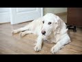 Biggest Mistake Golden Retriever Owners Make In Summer