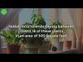 These Plants Are Oxygen Bombs & They Clean The Air In Your Home-720p