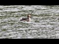 Great Crested Grebes feeding humbugs