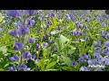 THE BEST SWEET PEA FLOWERS..BOTANIC PARK WALK 🚶‍♀️ SEOUL KOREA 🇰🇷