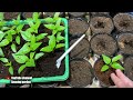 Do not transplant seedlings until you watch this video