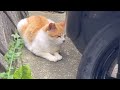 怖がりのトリコちゃん🐈#고양이 #cat #にゃん #meow #ねこ #日本の猫にゃん #癒し動画 #貓 #adorablecat