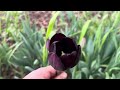 Spring update & tulip varieties in bloom