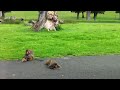 Horrific Monkey Attack at Longleat Safari Park