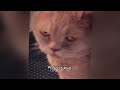 🤣 Best Cats and Dogs Videos 🐈😂 Best Funny Animal Videos 🙀