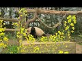 아부지가 내 이름을 잘못 불렀다? 놀라서 잠 깬 아여사 (전할시 미공개 영상) Panda Clip