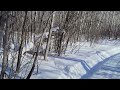 Springer Spaniel Loving Snow